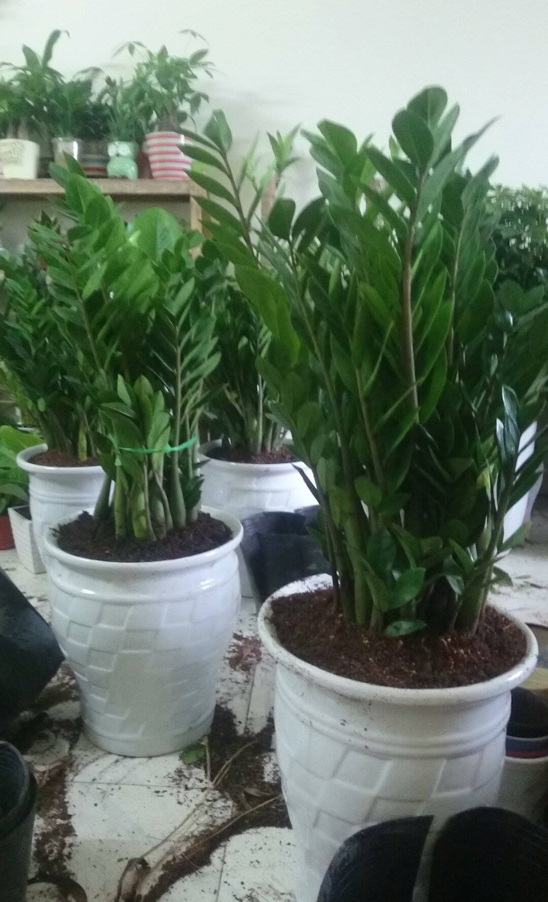 18195852_901460099994144_1786070546_o