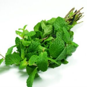 Cây bạc hà nhật mint