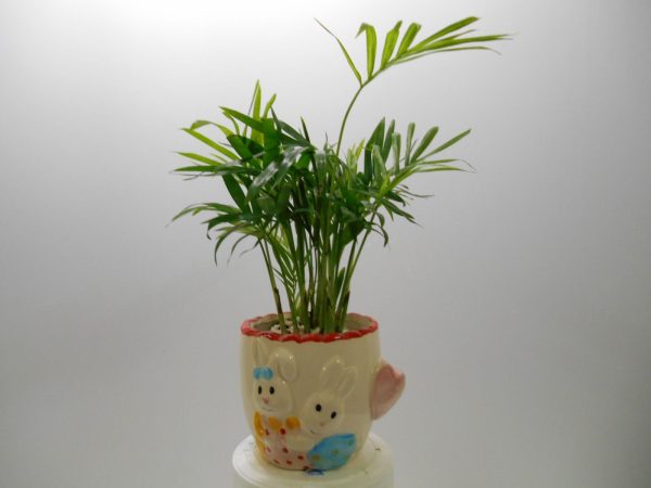 Cây cau tiểu trâm