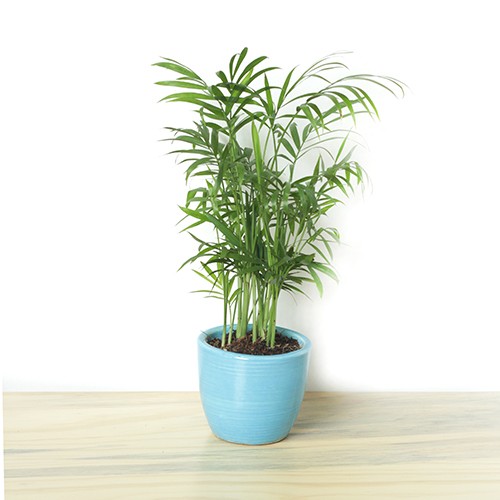 cay-cau-tieu-tram-dep