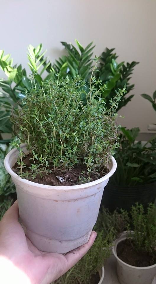 cỏ xạ hương bán ở đâu