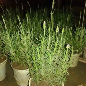 Cây oải hương tươi