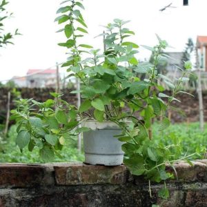 Cây bạc hà nhật mint