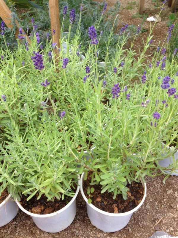 Cây oải hương tươi