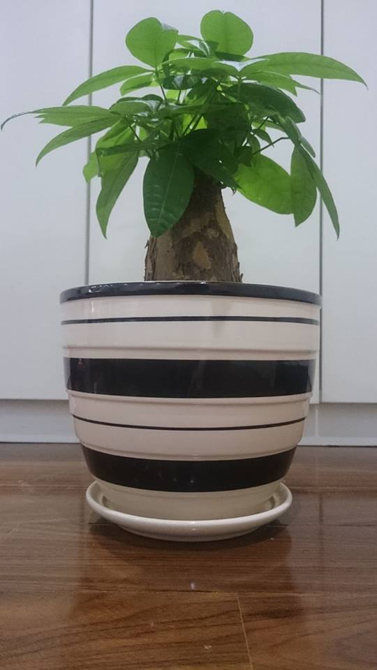 cây kim ngân đẹp