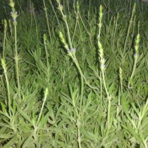 Cây oải hương tươi