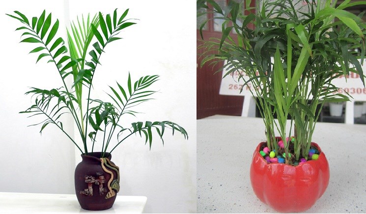 cách chăm sóc cây cau tiểu trâm 2