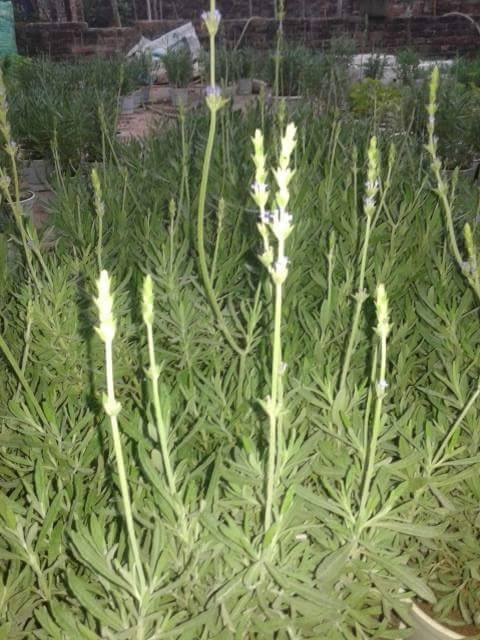 nụ hoa oải hương