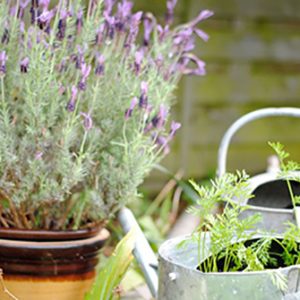 Cây oải hương tươi