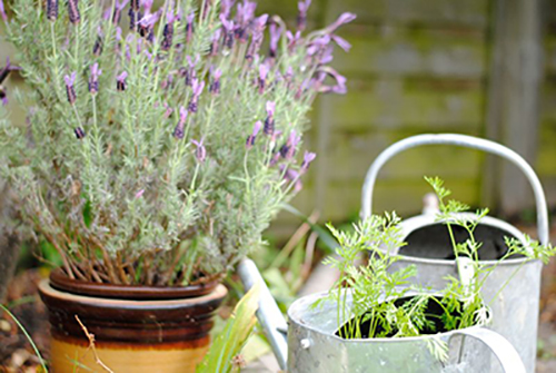 vẽ đẹp oải hương