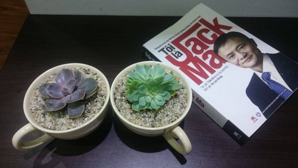 Cây và hoa sen đá