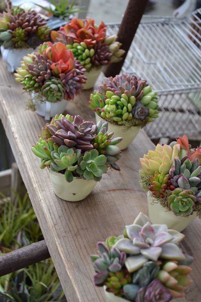 giỏ quà hoa sen đá