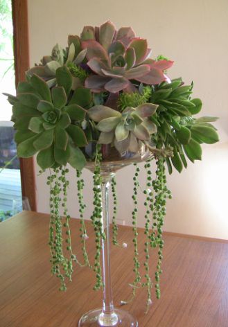 giỏ treo hoa sen đá