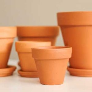 Chậu đất nung trồng sen đá