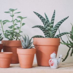 Chậu đất nung trồng sen đá