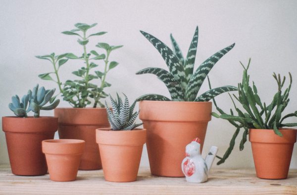 Chậu đất nung trồng sen đá