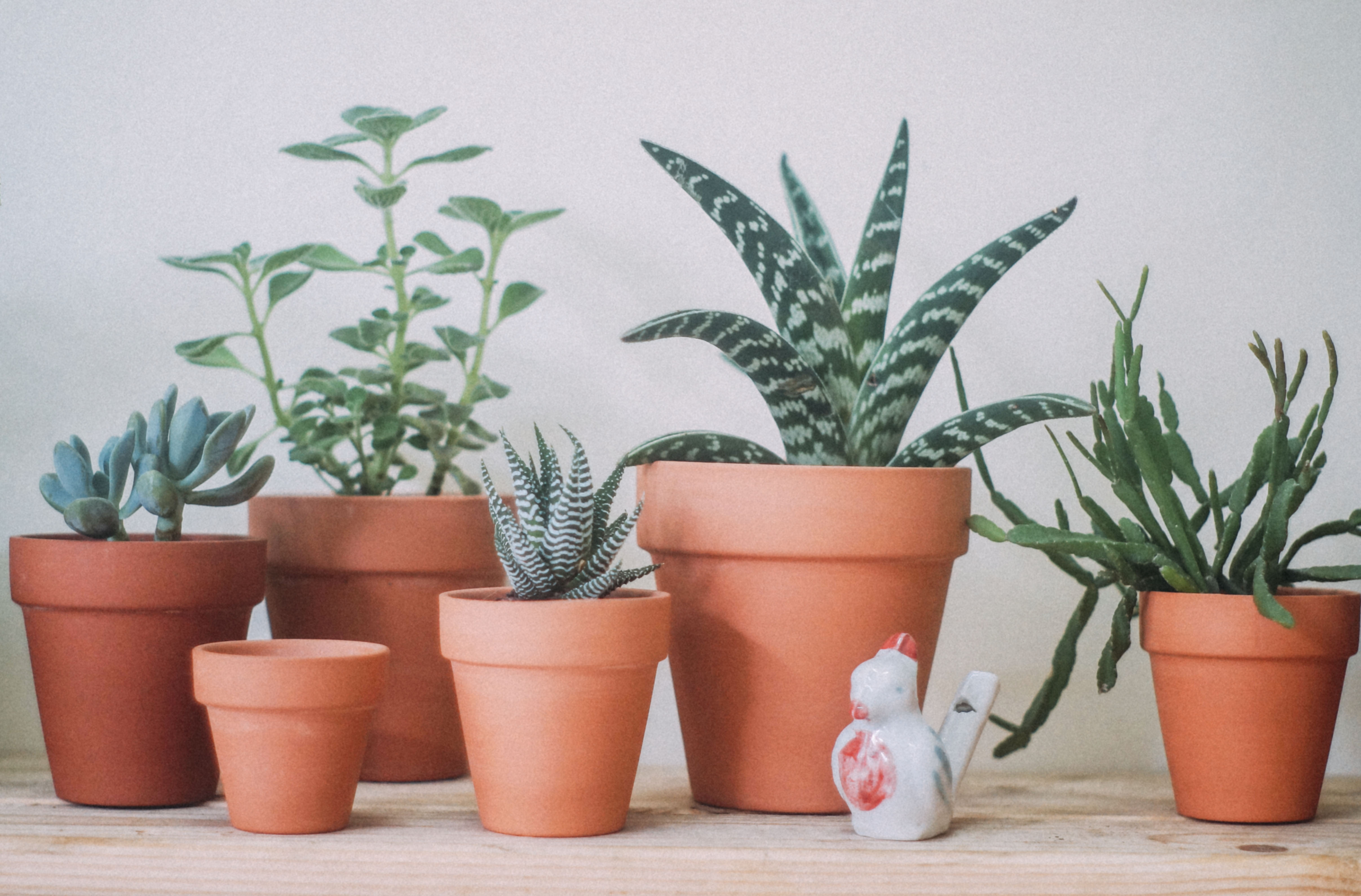 chau-dat-nung-co-nho