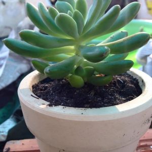 Chậu đất nung trồng sen đá