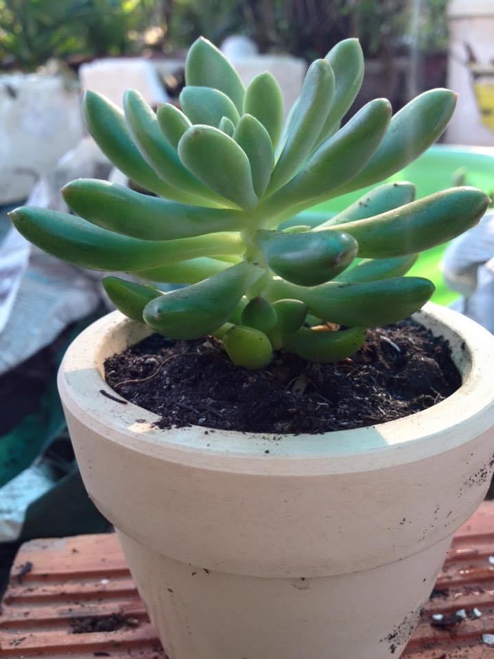 chau-dat-nung-trong-sen-da