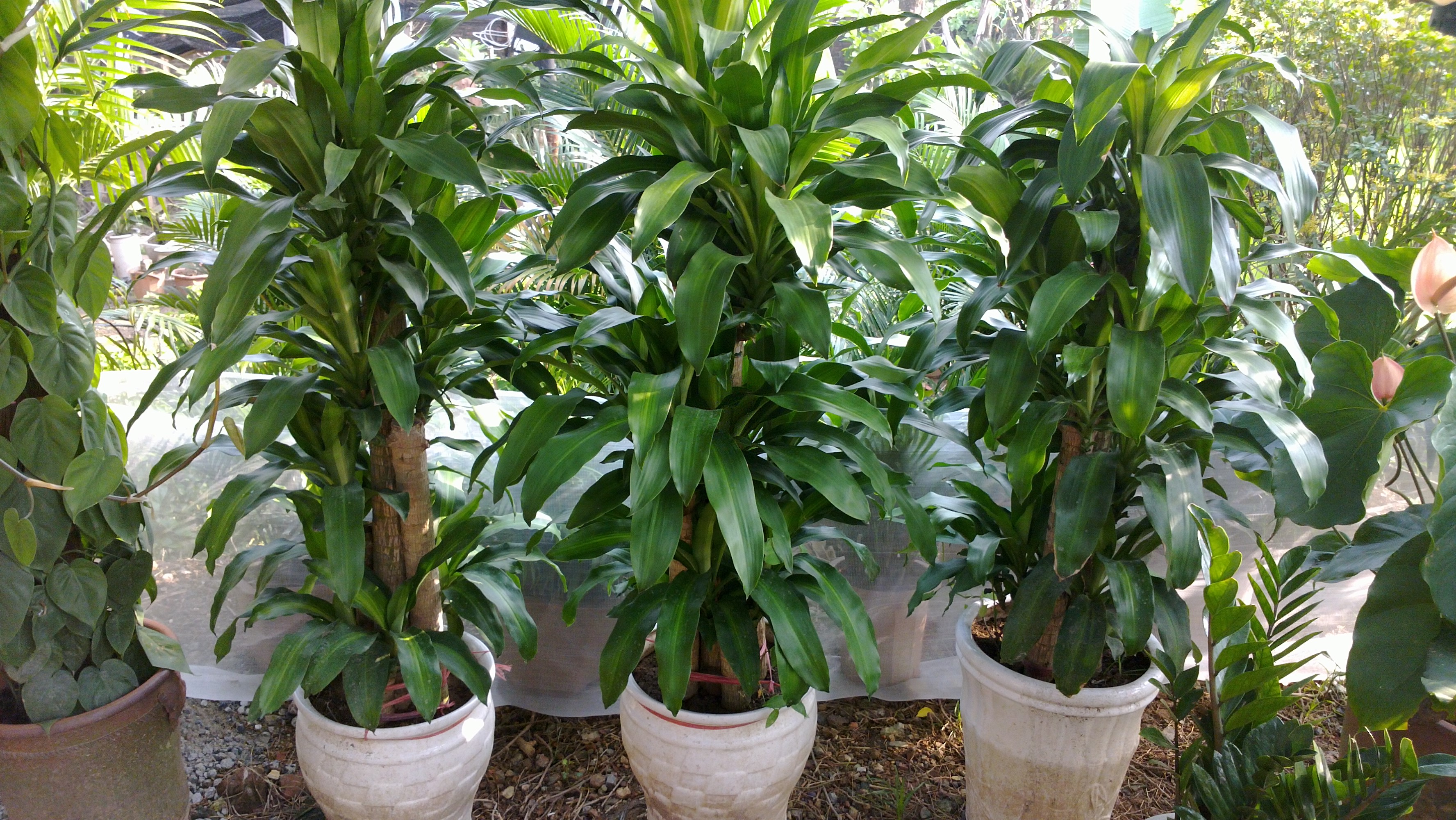 cây thiết mộc lan