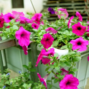 Hoa dạ yến thảo