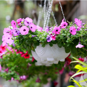 Hoa dạ yến thảo