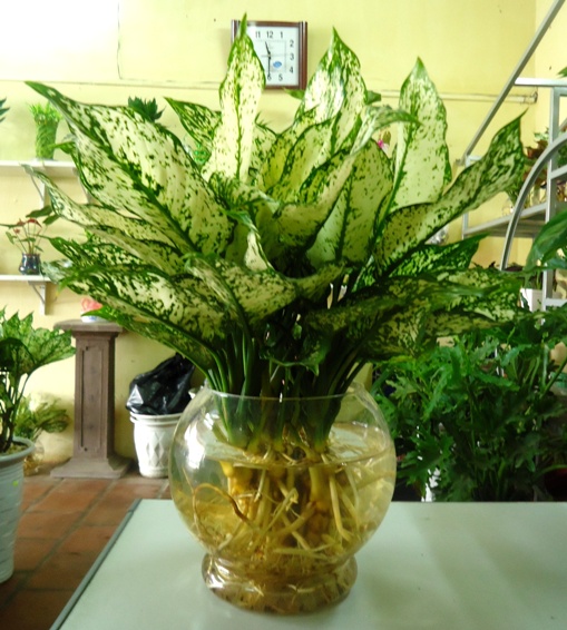 cây ngọc ngân trồng trong nước