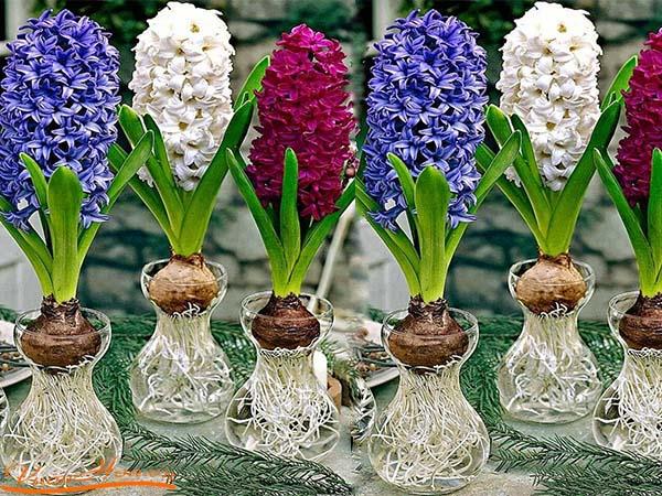 hoa dạ lan hương