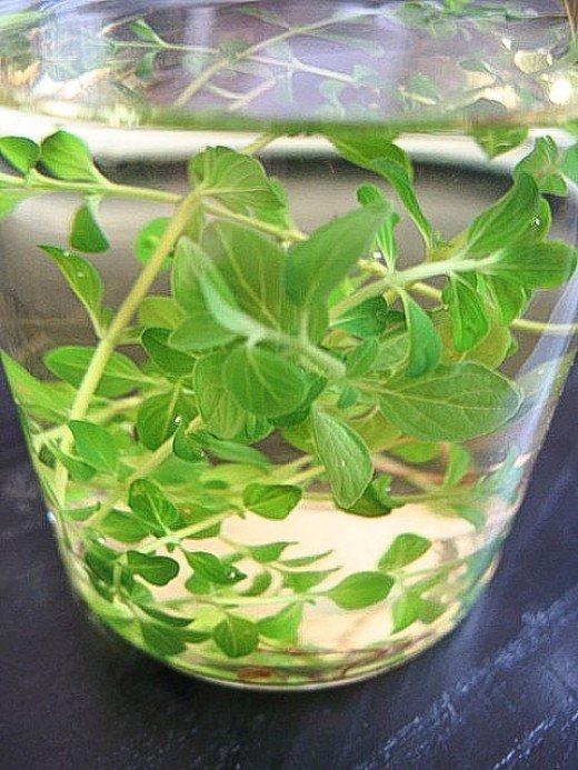 cách chăm sóc cây cỏ xạ hương 2