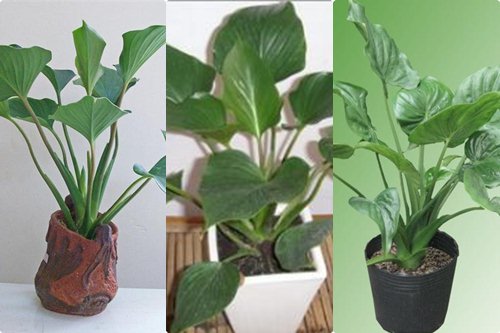 cách trồng chăm sóc cây t hanh tâm