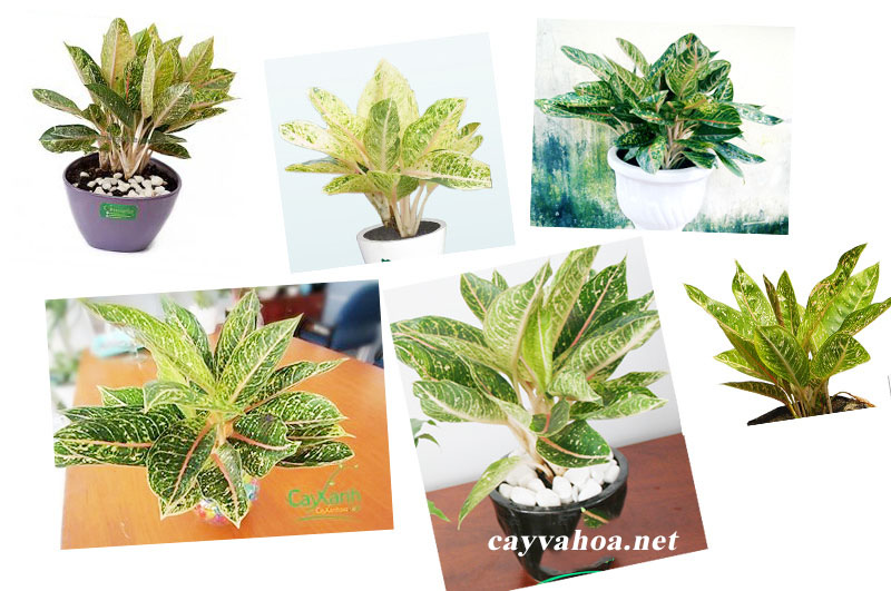 cây cảnh trong nhà theo phong thủy3