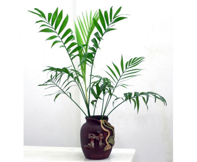 cây cảnh trong nhà theo phong thủy2