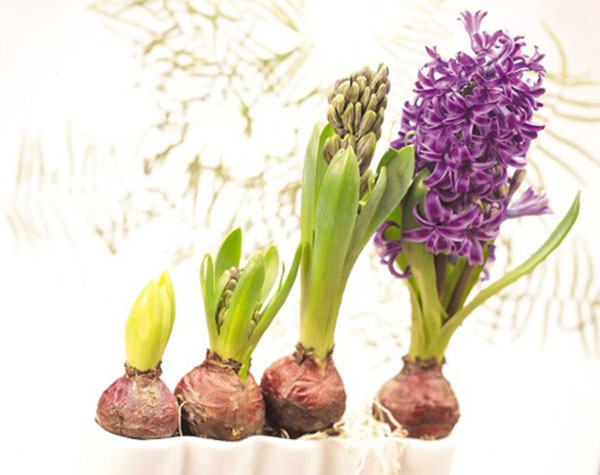 Cách trồng và chăm sóc hoa tiên ông2