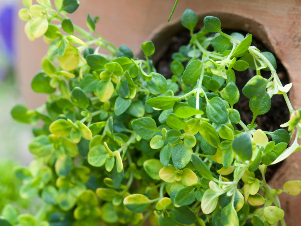 15-loai-rau-thom-va-thao-moc-co-the-trong-trong-bong-ram-8-185001475