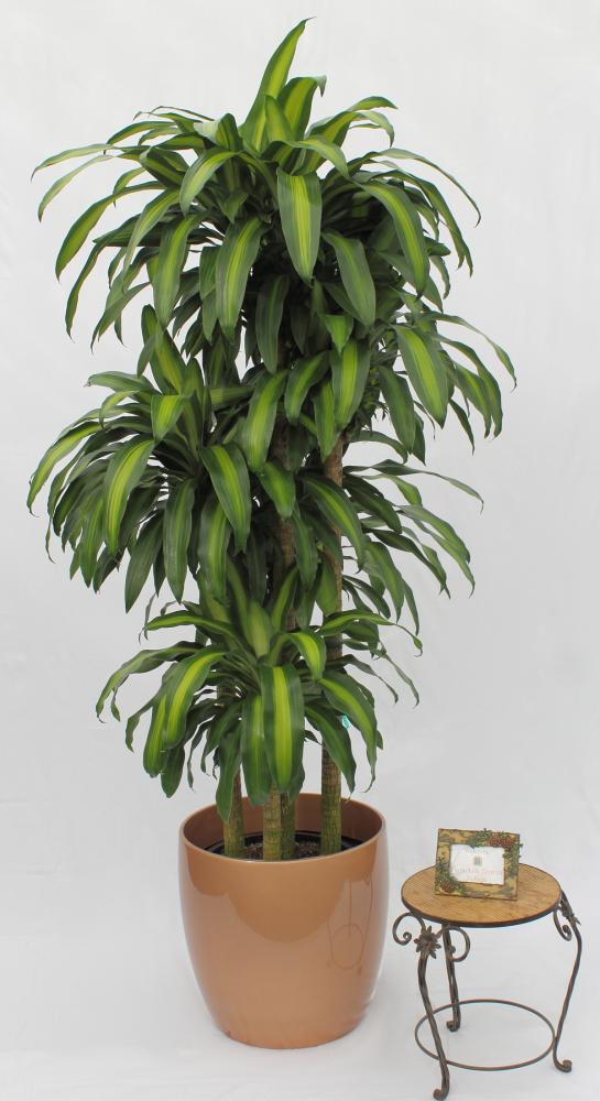 cây thiết mộc lan trong phong thủy4