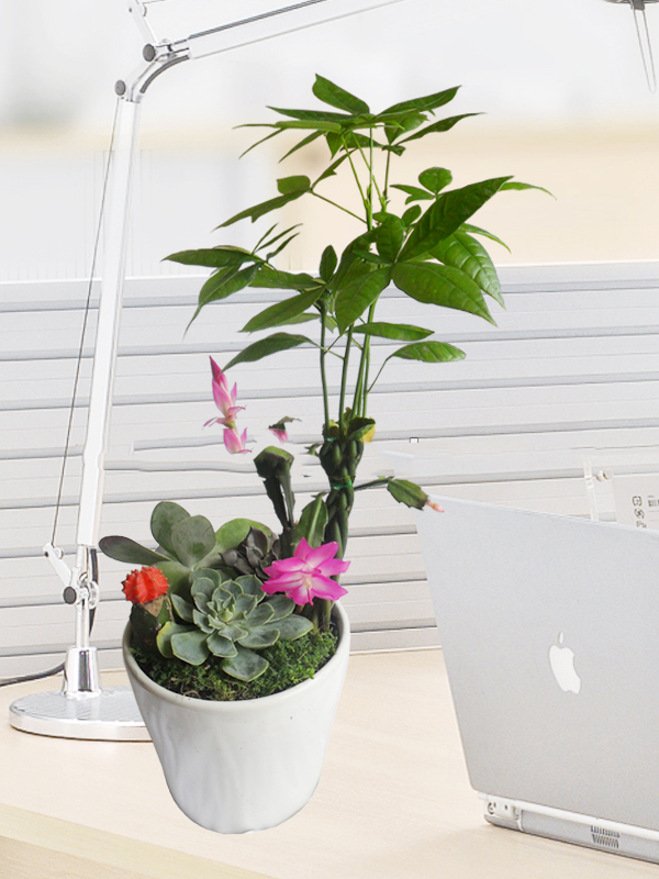 cây kim ngân để bàn2