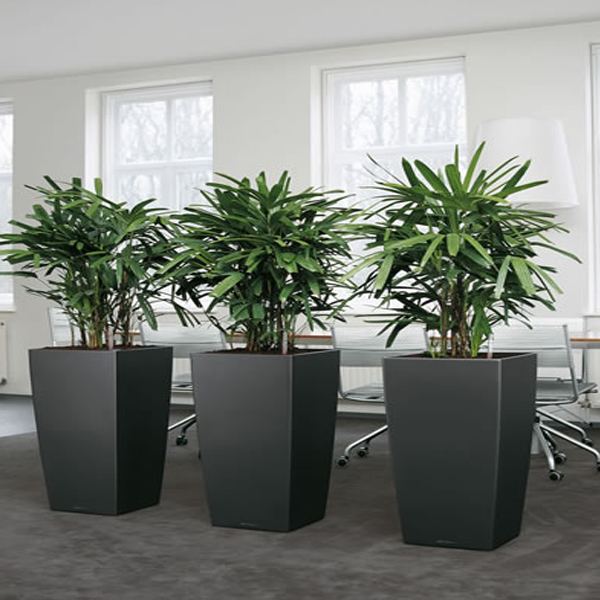 Các loại cây cảnh trồng trong nhà4