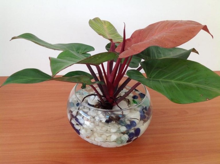 cách trồng và chăm sóc cây trầu bà