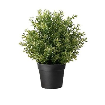 cách chăm sóc cây cỏ xạ hương 4