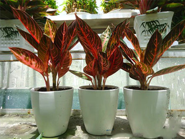 cây cảnh trong nhà theo phong thủy6