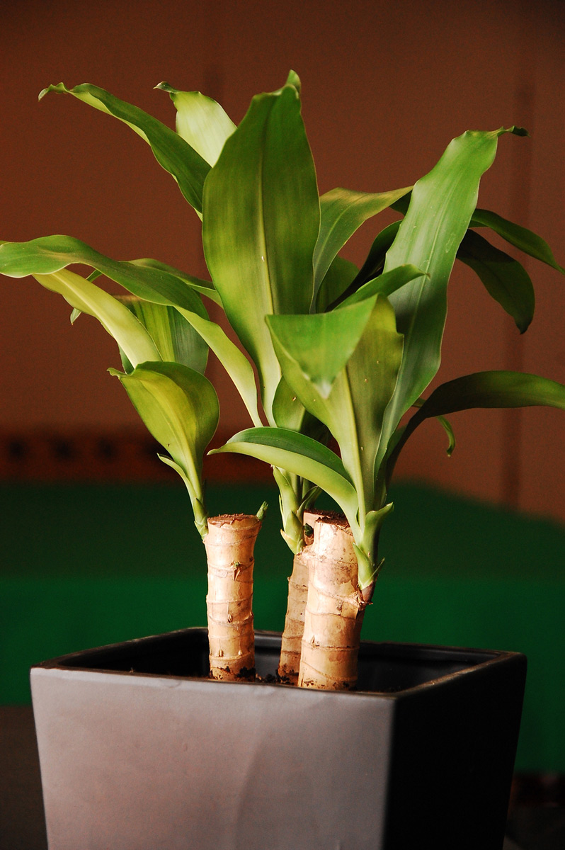 Cách trồng và chăm sóc cây thiết mộc lan3