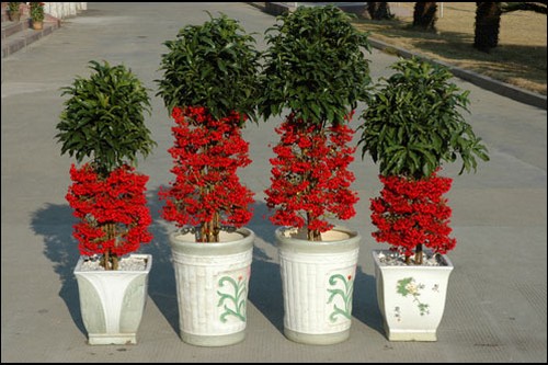 cây kim ngân lượng3