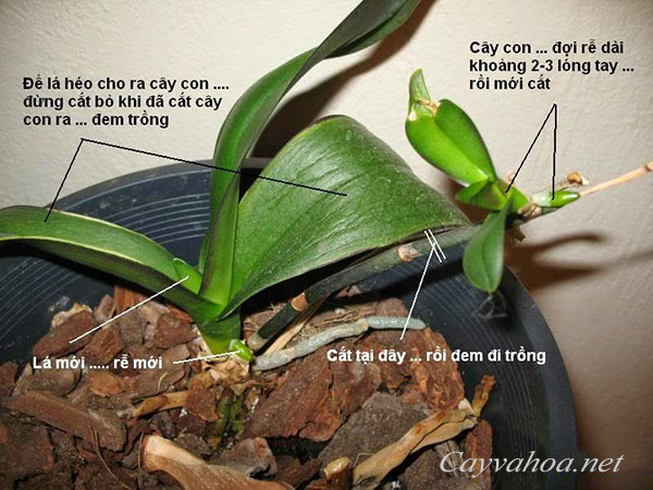 cách trồng và chăm sóc hoa lan hồ điệp 2