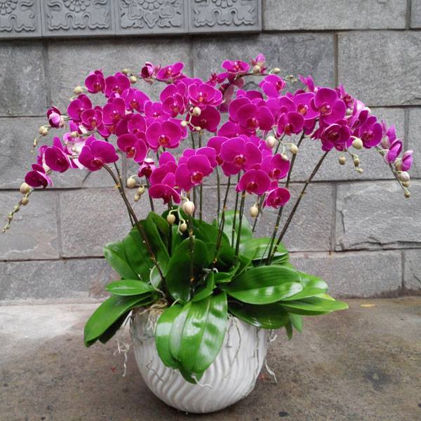 hoa lan hồ điệp tím2