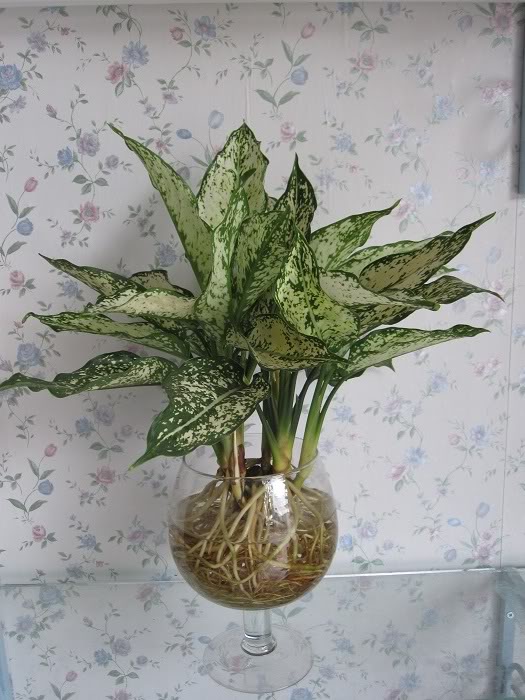 Cây ngọc ngân trồng trong nước2