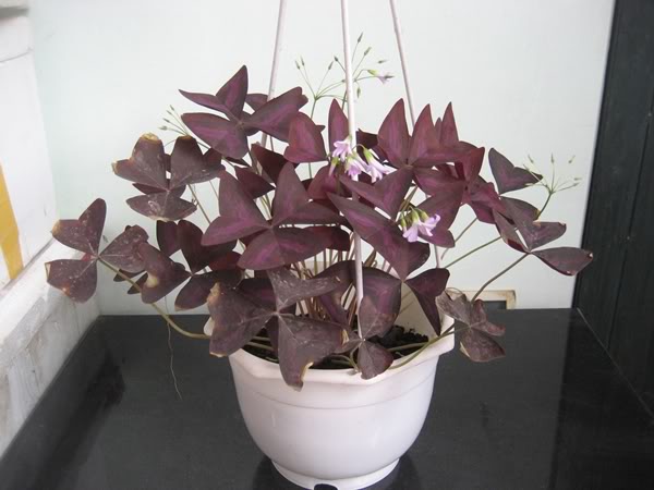 cây cảnh trong nhà theo phong thủy1