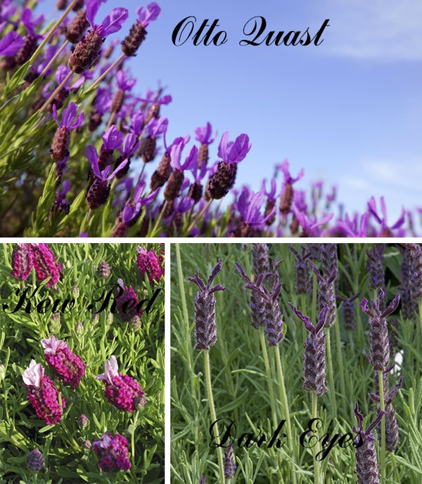 hat-giong-Lavender-Spanish