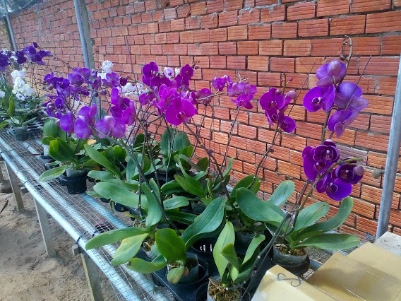 cách trồng và chăm sóc hoa lan hồ điệp