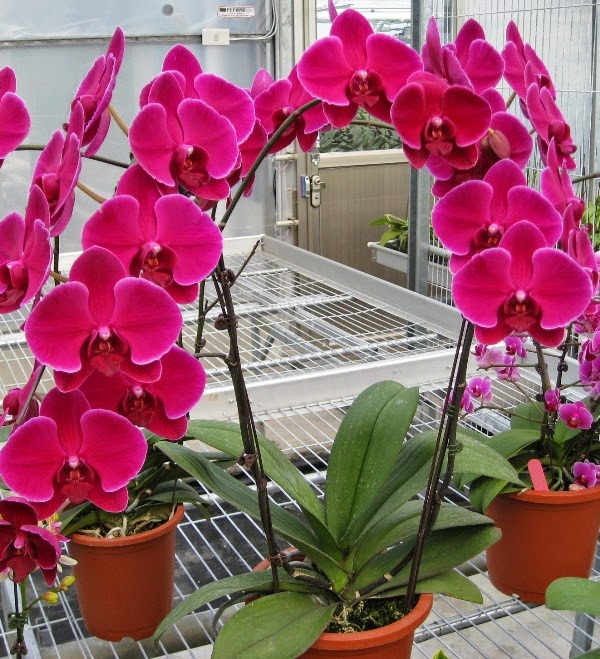 hoa lan hồ điệp đỏ