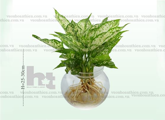 Cây ngọc ngân trồng trong nước3